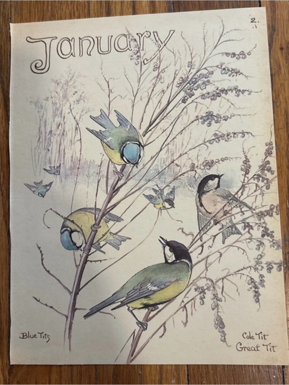 1977 Vintage January Bird Illustration Print — Green & Blue Birds 9”x7”